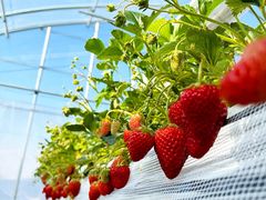 nekopanchi̐V_ւ̓eʐ^1