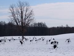 TNTN̒ߋEɓ^`ETN`Aւ̓eʐ^1