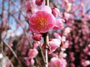 yu]cyan̐Vpق̓eʐ^1