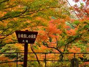 ɂ̑匌kJ̍gt̓eʐ^1