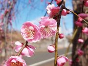 yu]cyan̐Vpق̓eʐ^1