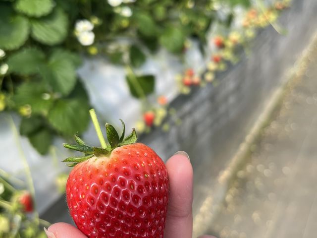 ����������_�ԍՂ������̒J