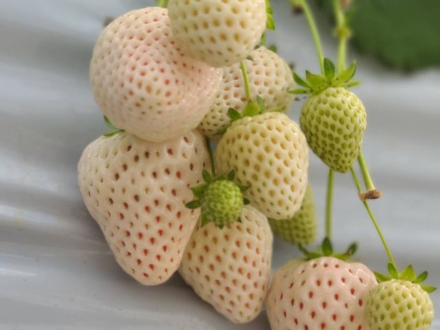 �^�l���Ԃ��Ȃ��Ă��Ă��킢������H�׍��炵���ł��I_���C��������