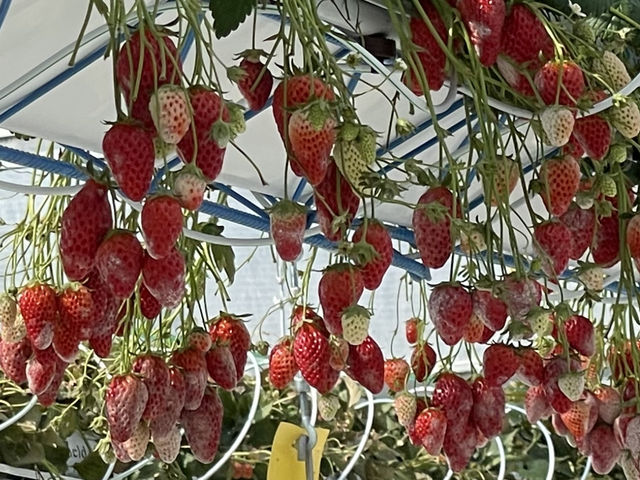 �������̂͑S�����ǂ񂱕a�ł�_���ЗY�_��