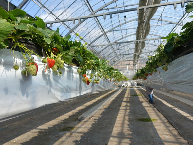 �����͔|�Ȃ̂Ő����ō����ɂ��Ȃ�܂���B_������ICHIJYU�t���[�c�t�@�[��