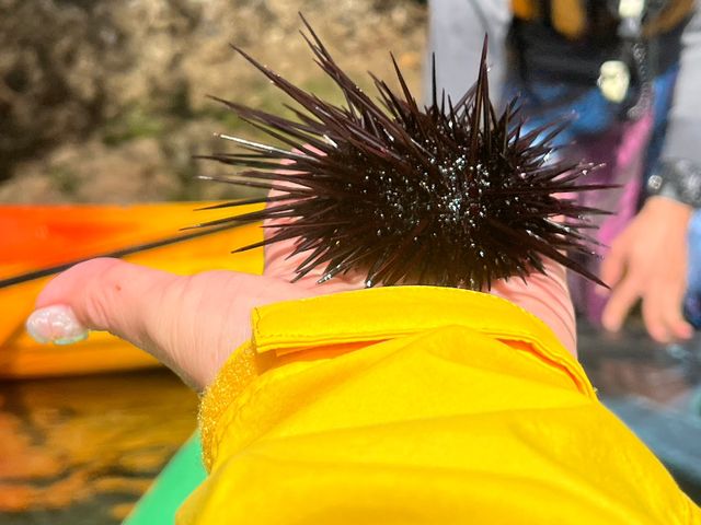 �_�O����̂Ђ�ɏ悹�Ă̊ώ@_���ɓ��E�c�q�J���b�N�Z���^�[SeaFan�`�V�[�t�@���`