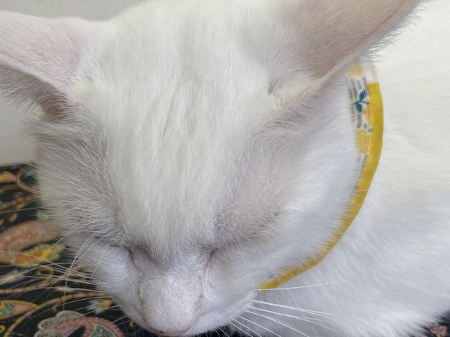 �X���X��_�L�J�t�F�M�������[�@�L���b�c�A�C