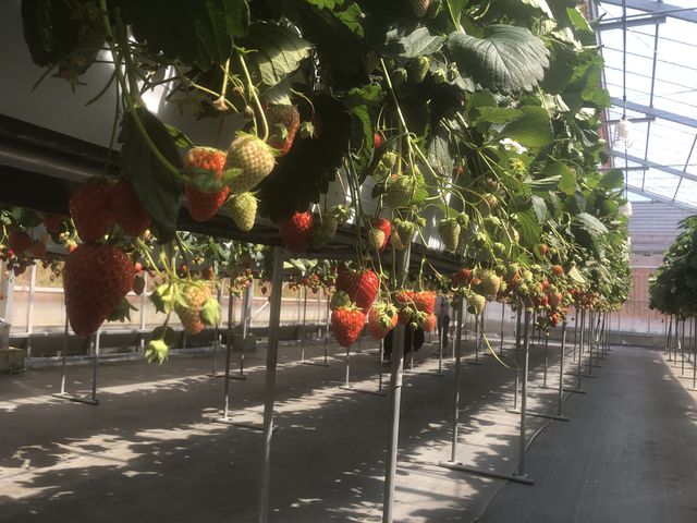 �q���̖ڐ��ʒn_�ߐ{�݂�т̗� �t���[�c�p�[�N�X�̕�