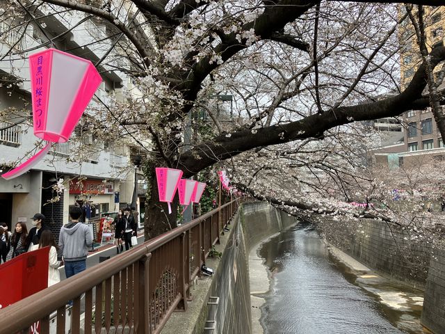 【目黒川（桜並木）】アクセス・営業時間・料金情報 - じゃらんnet