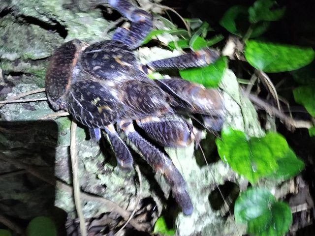 �����������V�K�j�I_�{�Ó� ADVENTURE PiPi