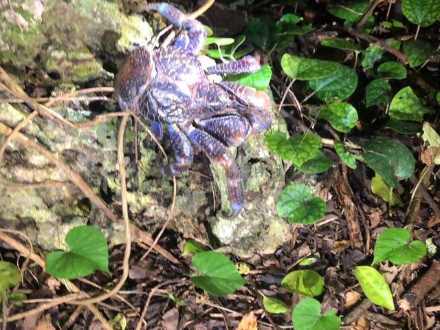 ���V�K�j����������݂ꂽ���ł���_�{�Ó� ADVENTURE PiPi