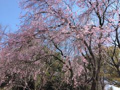 X񂳂̌cqLOւ̓eʐ^1