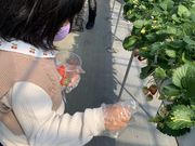 ̂񂳂̊ό_@Tj[Yt@[̓eʐ^1