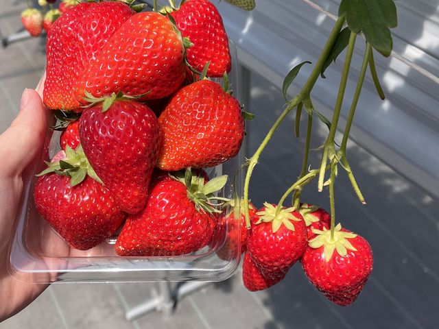 ��傫�����Y��ȃC�`�S�ł���_�t�̐X �Ȃ��� village