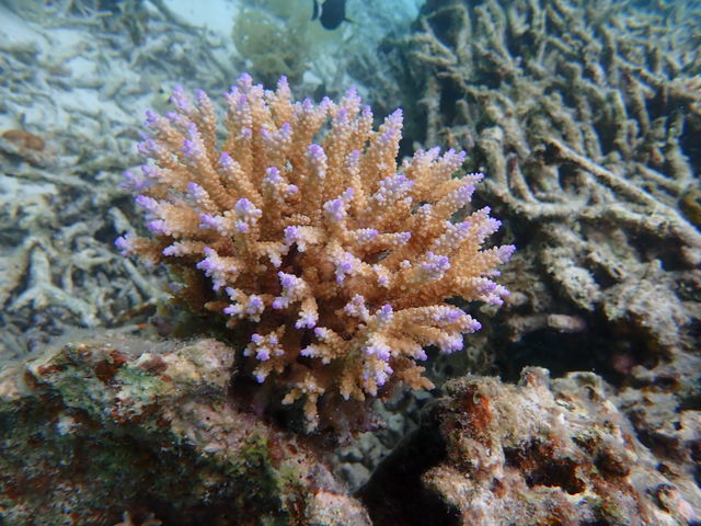 �T���S��_�u���[���O�[���Ί_��