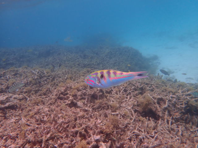 �H_�u���[���O�[���Ί_��