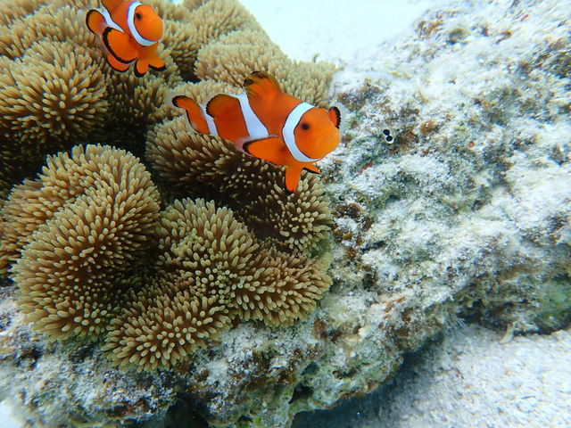 �j��_�u���[���O�[���Ί_��