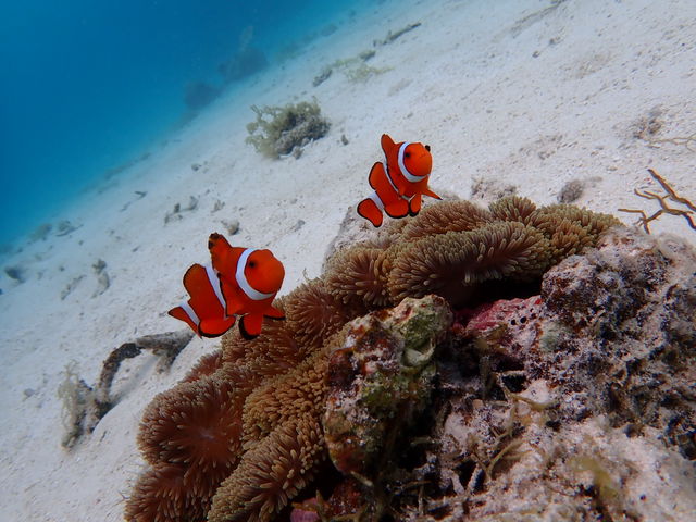 �V���m�[�P�����O_�u���[���O�[���Ί_��