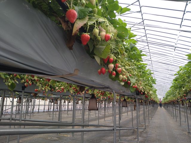 �C�`�S�n�E�X��_�_���g���@�l�@���Ă�܉c�_�g��