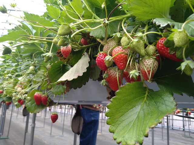 �C�`�S�I_�_���g���@�l�@���Ă�܉c�_�g��