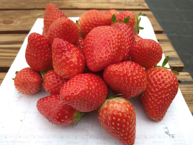 �H�ו���̎��n�C�`�S_�_���g���@�l�@���Ă�܉c�_�g��