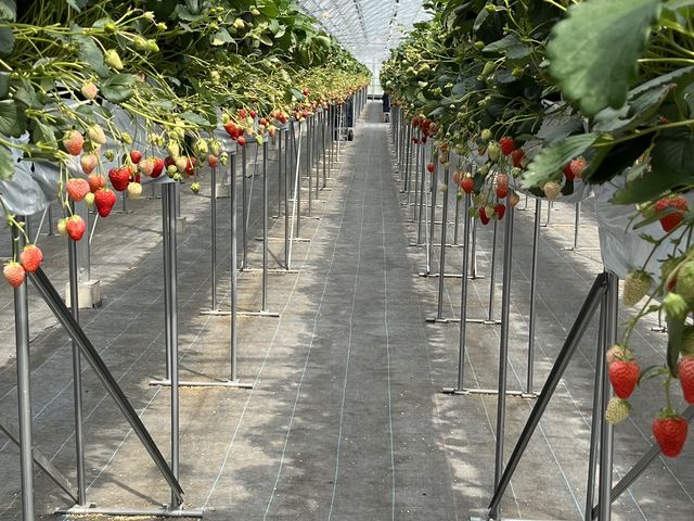 �L���n�E�X���ɂ�5��ނ��_�c�������_��