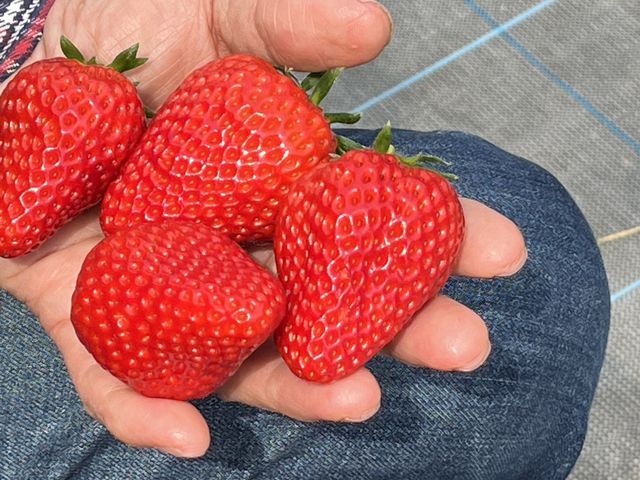 ���ꂭ�炢�̑傫��䕁u�g�ق��؁v_�c�������_��