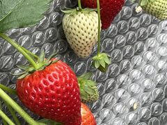 e[OlY̓@Ԃ߂ւ̓eʐ^1