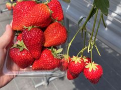 .TOM����̑t�̐X �Ȃ��� village�ւ̓��e�ʐ^1