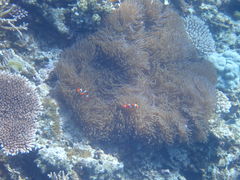 ȁ[݂Marlinւ̓eʐ^1