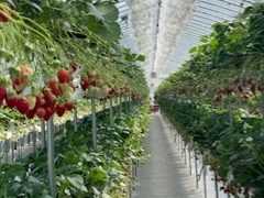 ܂[񂳂̍삢ւ̓eʐ^1