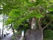 chicö@Ղ̗n˂̓eʐ^1