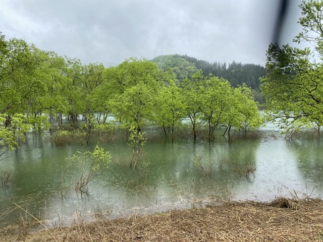 �S�[���f���E�B�[�N������ɂ��������Ȃ����v�тł����A�ʂ̋G�߂ɂ����Ă݂����ł��ˁB_�����