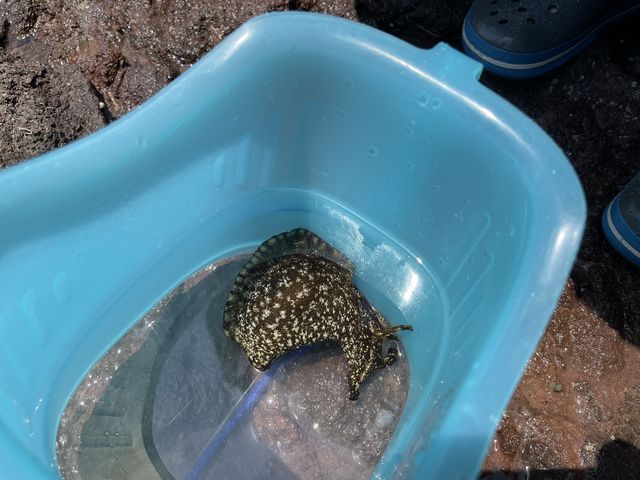 ������_�W�Isen.s