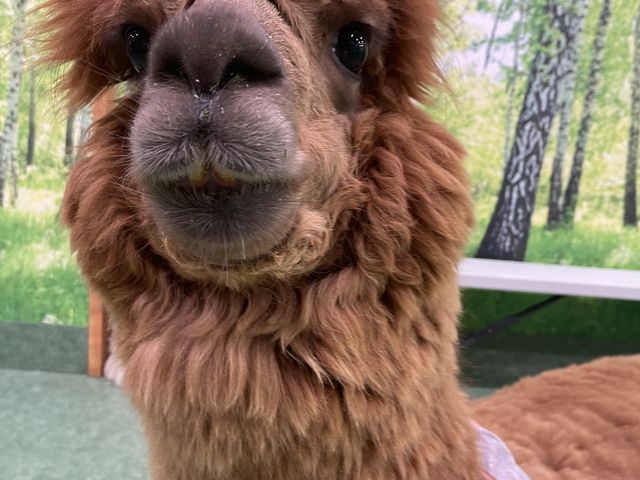 �����t���Ȃ����˂����I_�A���p�J�ӂꂠ�������h