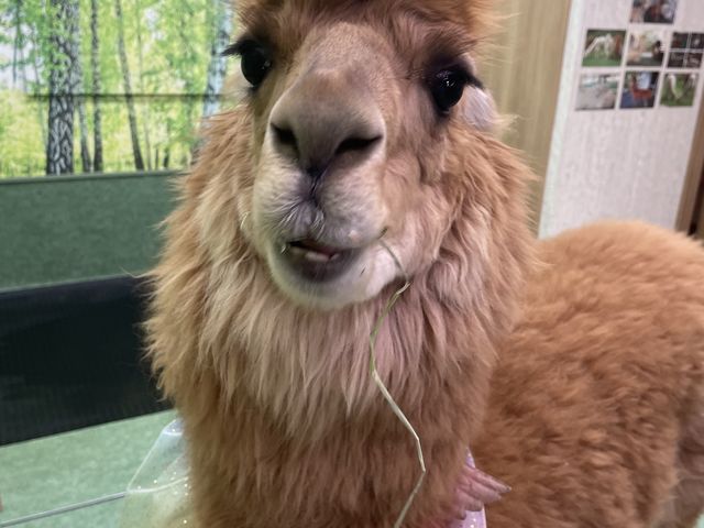 ����t���Ȃ��������I_�A���p�J�ӂꂠ�������h