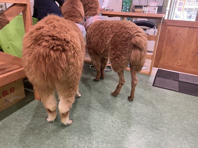 ���p�����ĉ������_�Ȃ�ł���I�F�X�ȃA���O���Ō���ƐF�X�Ȕ���������܂���I_�A���p�J�ӂꂠ�������h