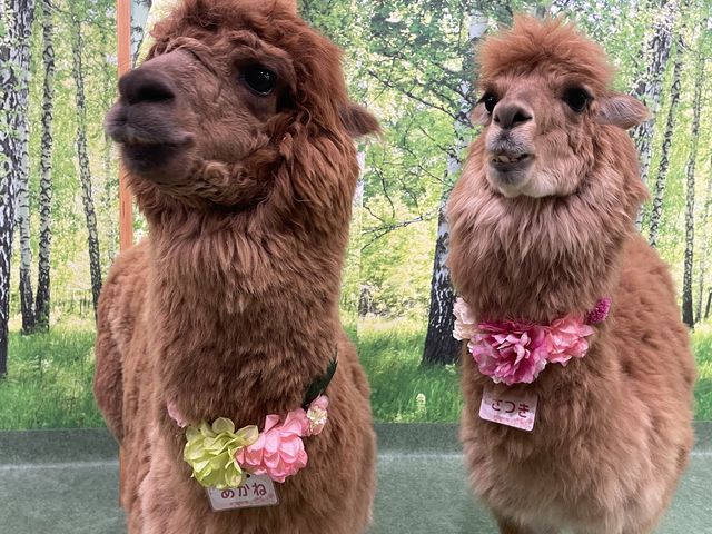 �����˂����Ƃ��������ƃ^�C�~���O�������Έꏏ�Ɏʐ^�B�鎖���ł��܂���I_�A���p�J�ӂꂠ�������h