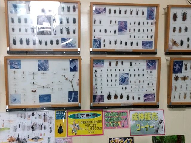 �W�{_�r�[�g�����[���h