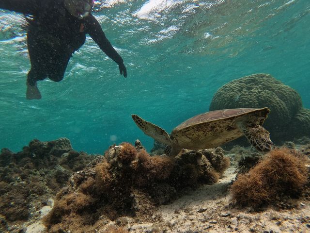 �C�T����Ă���̂��ƁI_�V���m�[�P���c�A�[�@��`��