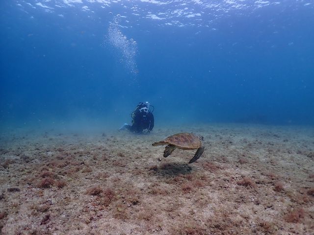 �E�~�K���Ƃ̑���_���Ⴑ����