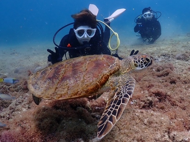 �E�~�K���̃A�b�v_���Ⴑ����