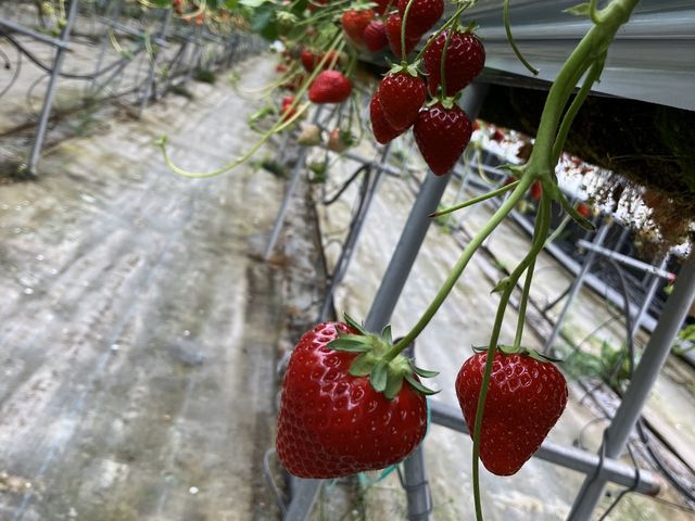 �n�E�X��������_�X�J�C�t�@�[��