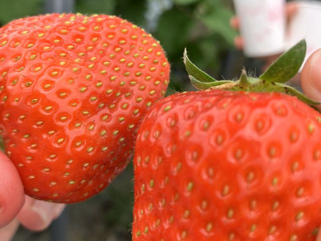 �������T�C�Y_�X�J�C�t�@�[��