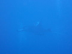 �悵������̃V�[�W���b�N�_�C�u�t�@�~���[�ւ̓��e�ʐ^1