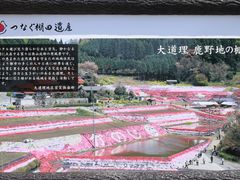 Ƃ񂳂̑哹ōւ̓eʐ^1