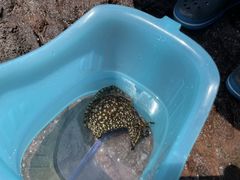 ݂݂񂳂̃WIsen.sւ̓eʐ^2