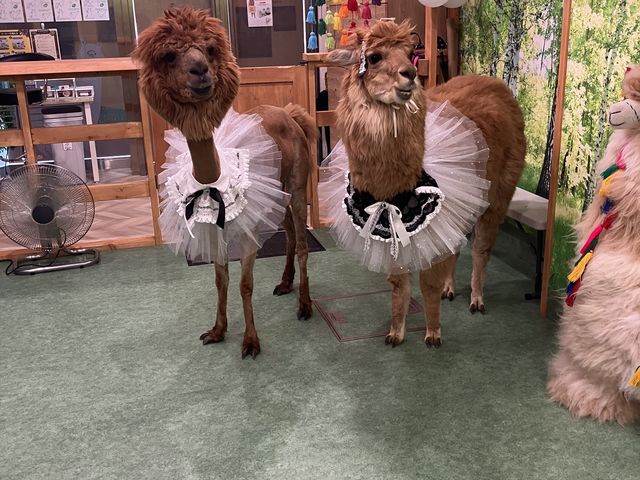 �R�X�`���[�����ƂĂ������ł��I�I_�A���p�J�ӂꂠ�������h