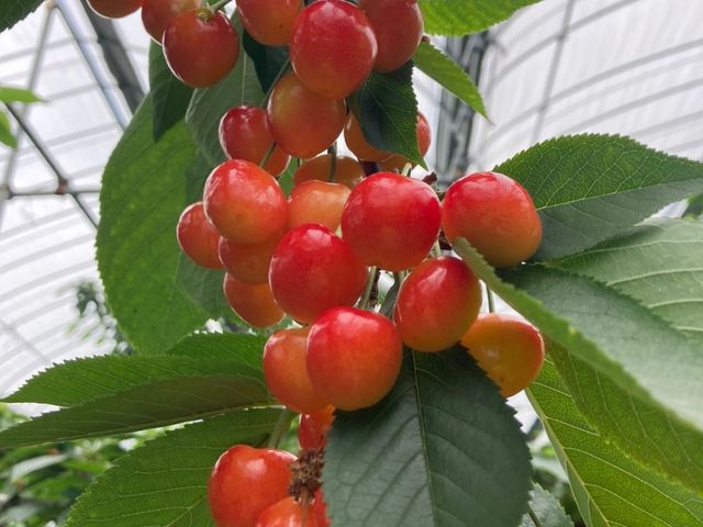 �H�׍��̂������ڂ���R����A�L��Ȕ_���ł����I_��]�̋u�_��