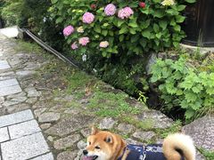 tama񂳂̔nďhւ̓eʐ^1